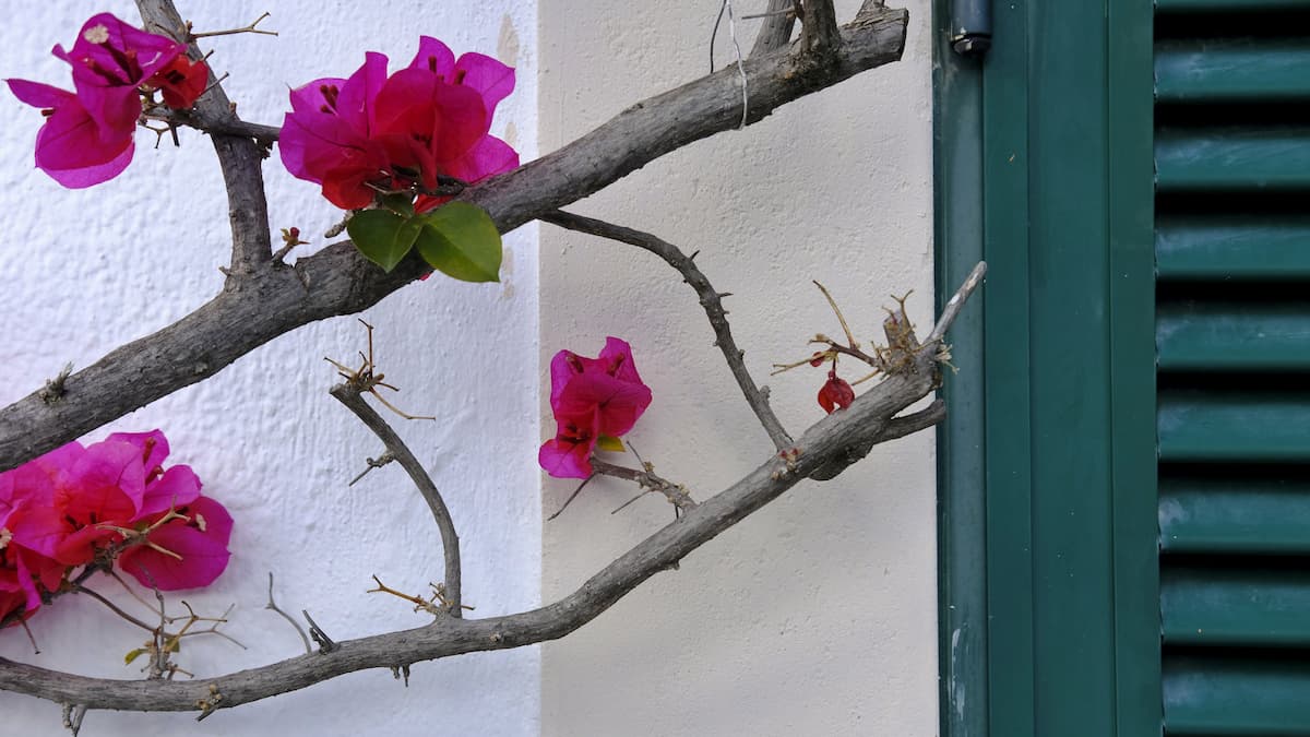 Comment faire revivre un bougainvillier ?