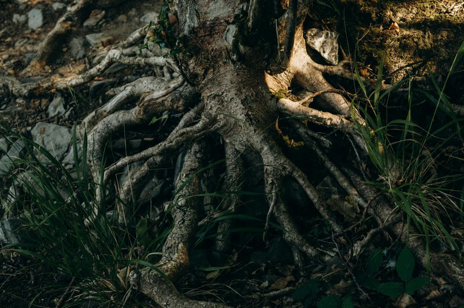 Désherbant naturel qui tue les racines : guide complet
