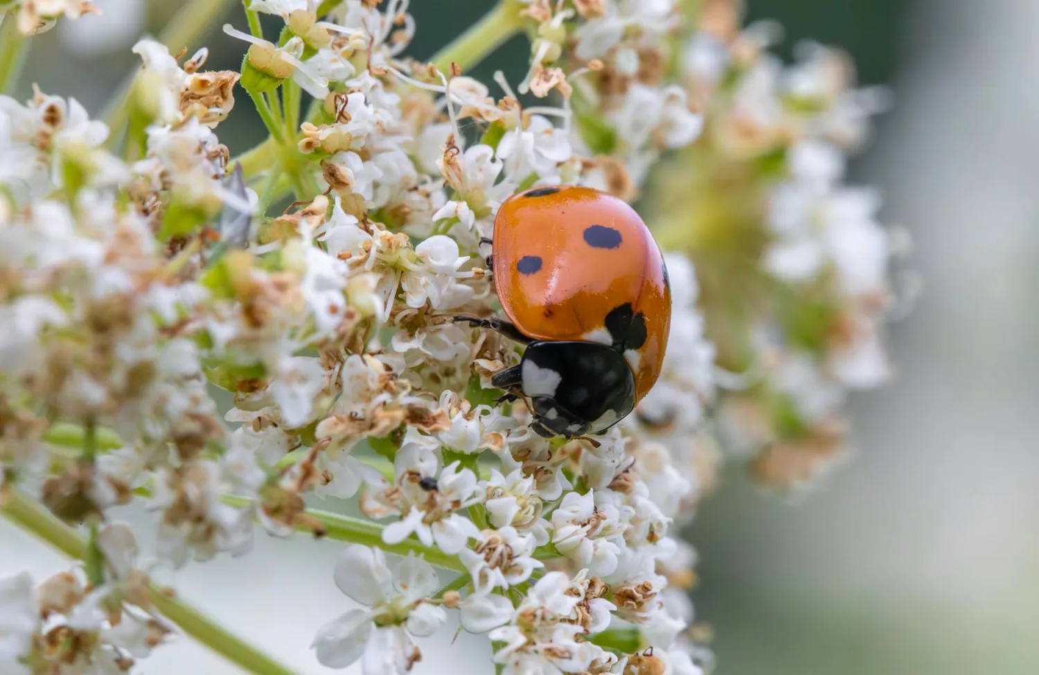 Comment attirer les insectes utiles au jardin ?