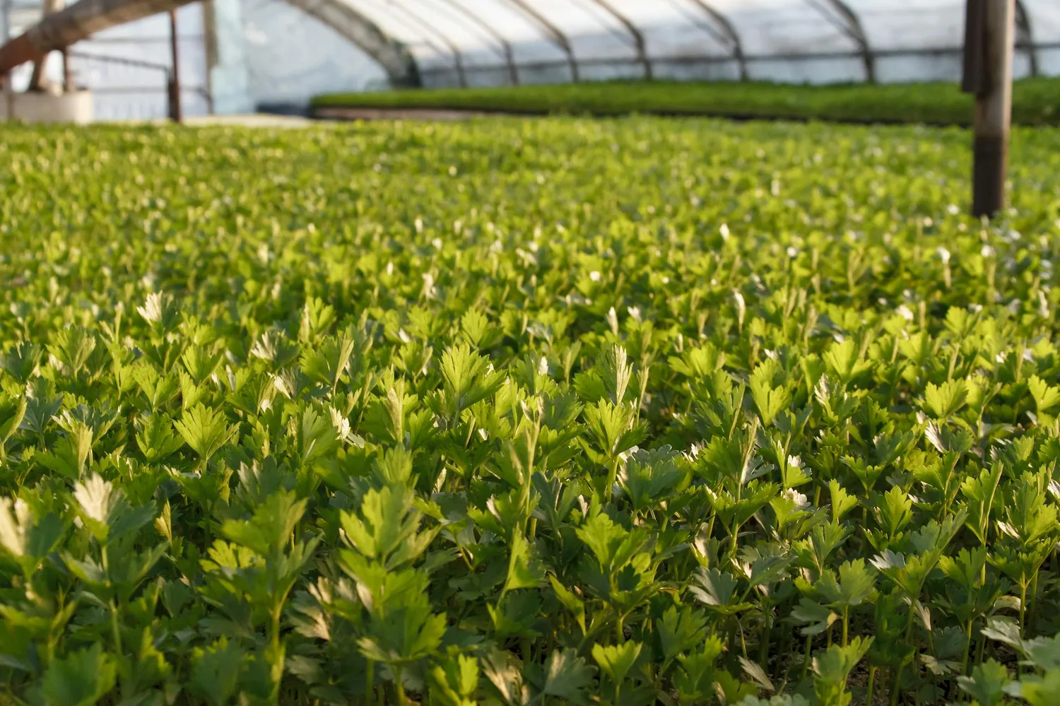 Cadmium en agriculture biologique : risques et solutions