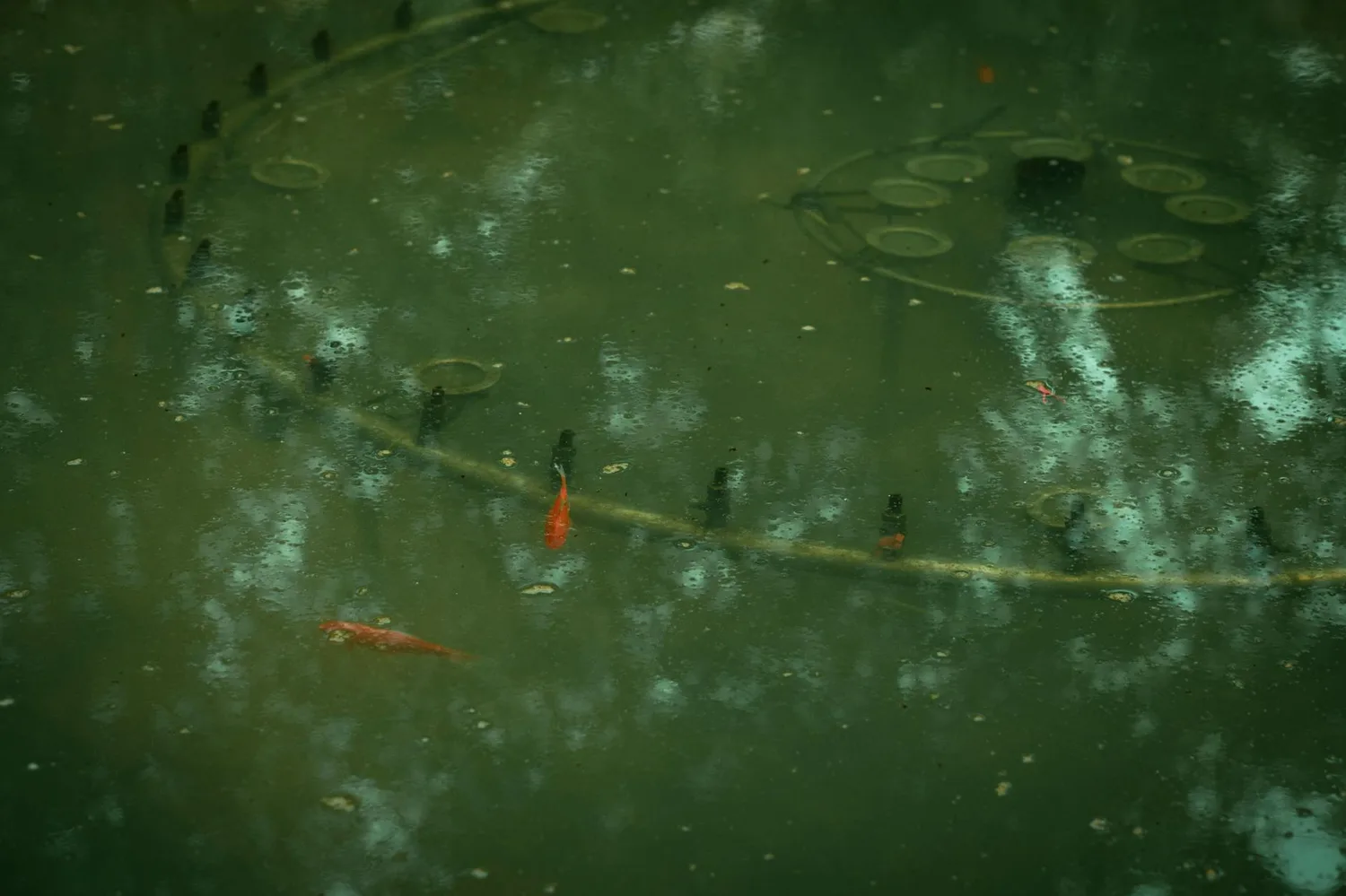 Bassin au jardin avec poissons : installation