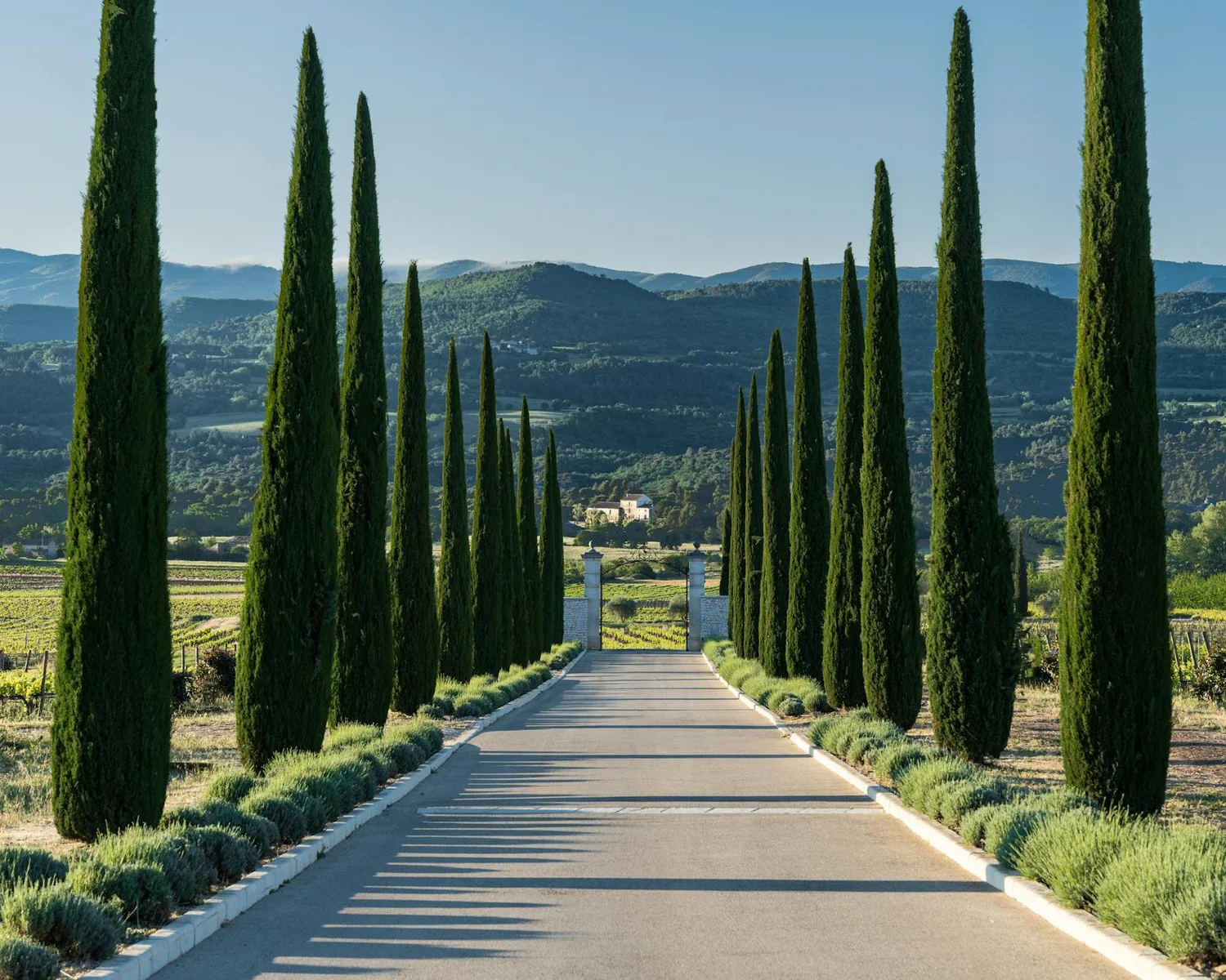 Taille du micocoulier de Provence : méthode et période idéale