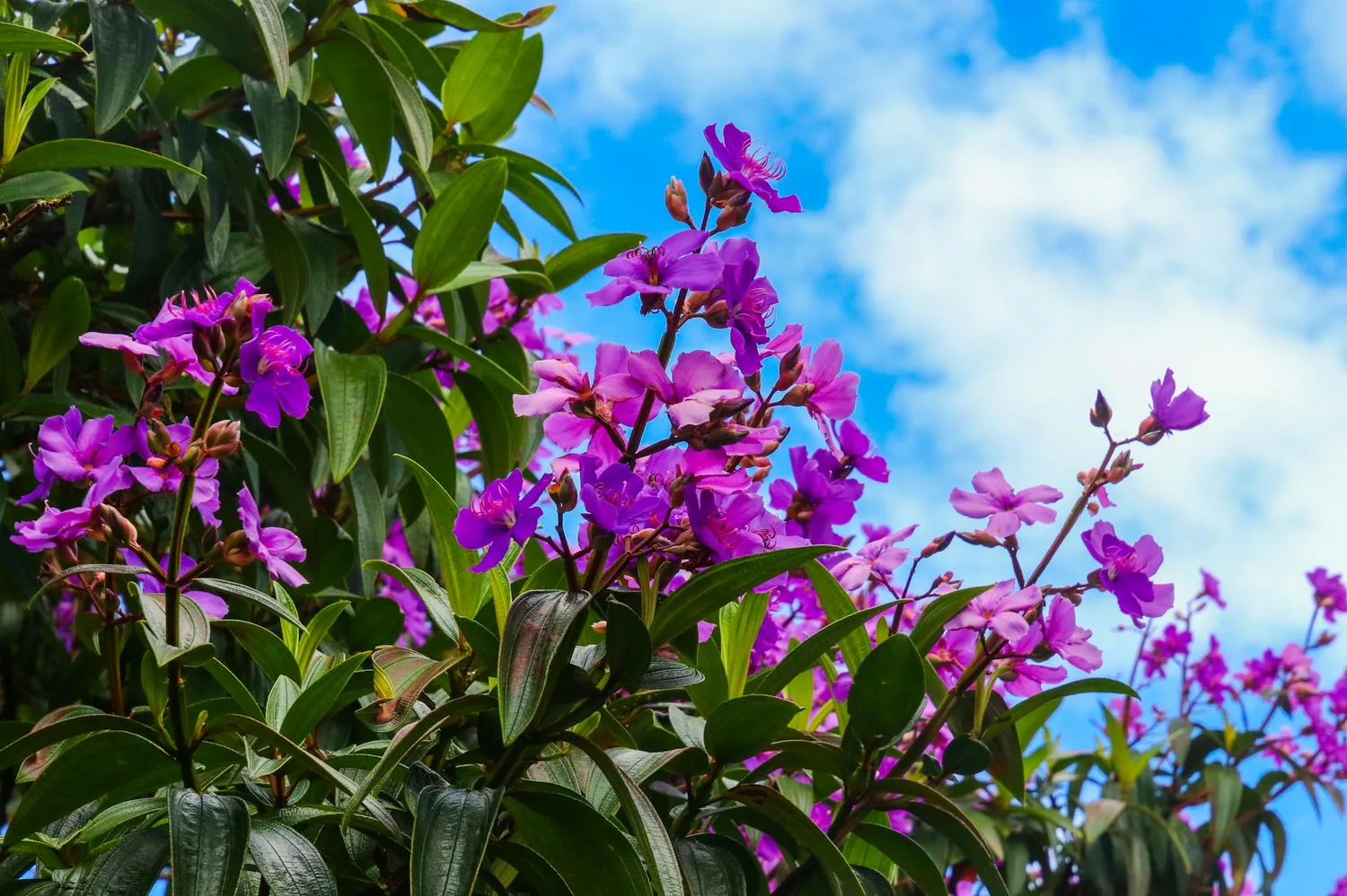 Les fleurs de Guadeloupe : 8 espèces tropicales emblématiques