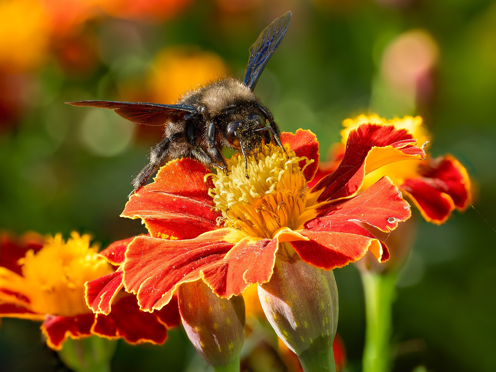Frelon noir au jardin : l’identifier sans paniquer