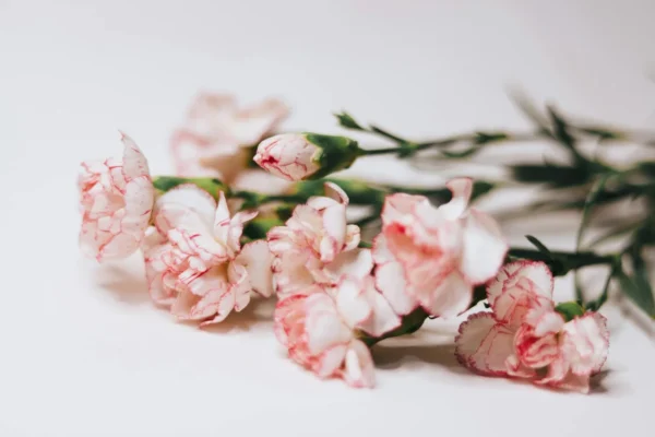 Les 12 fleurs de naissance par mois : nature et symbolique