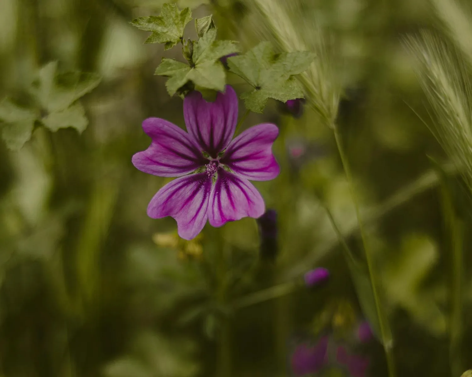 Fleur mauve à longue tige : 12 espèces à identifier et cultiver