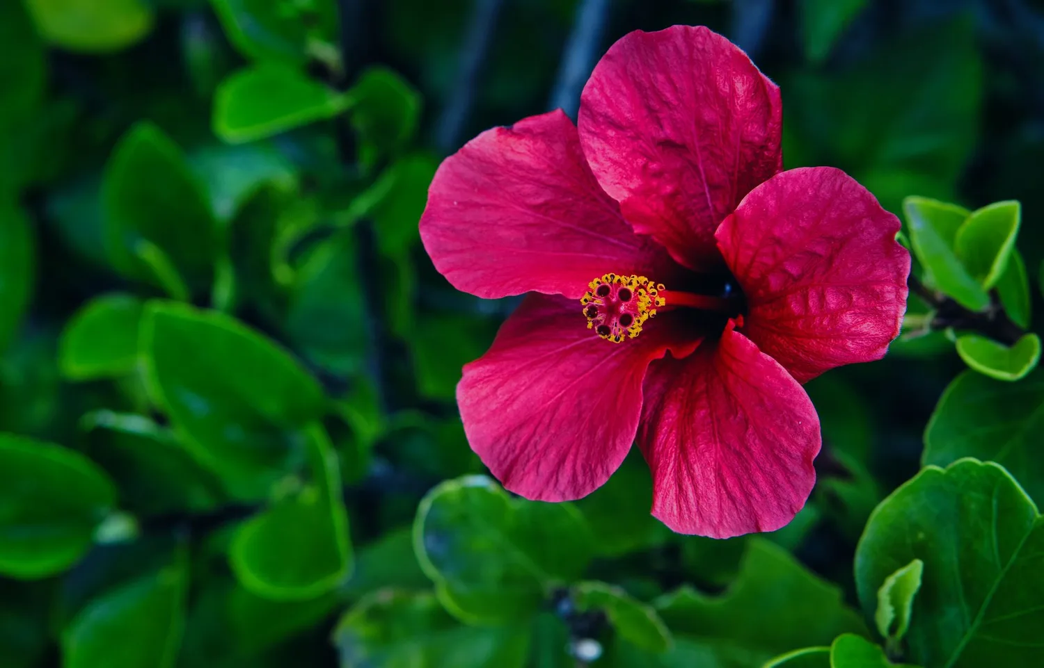 Fleur d&rsquo;hibiscus : beauté, usages et entretien au jardin