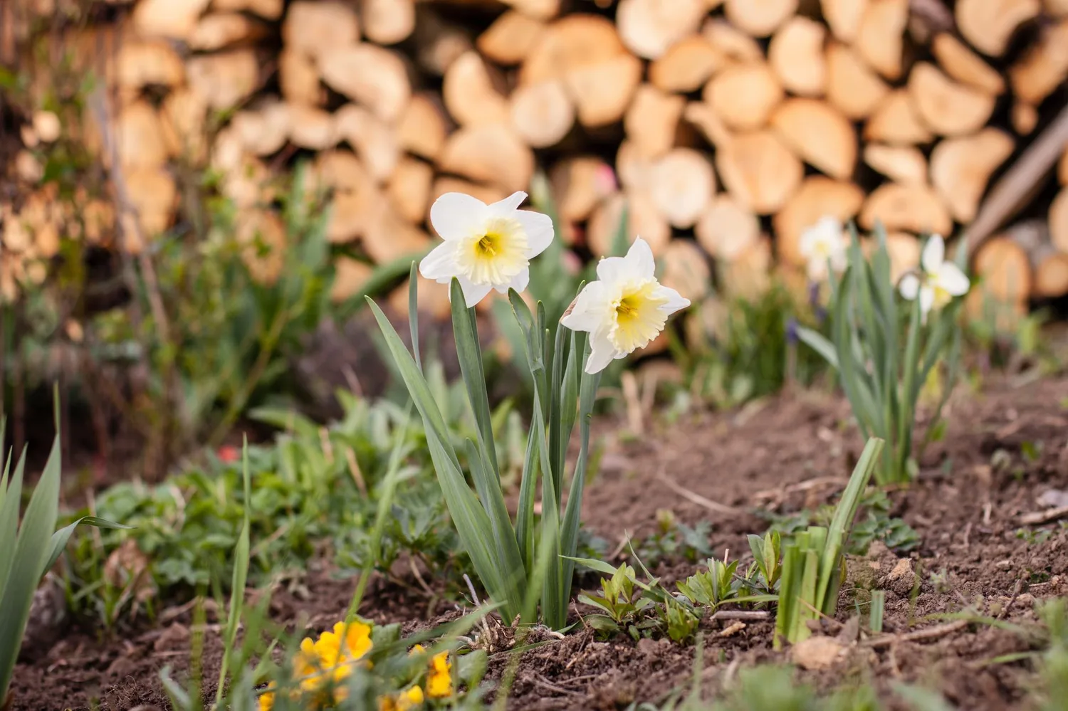 Paillage de massif fleurs : 7 avantages pour un jardin vivant