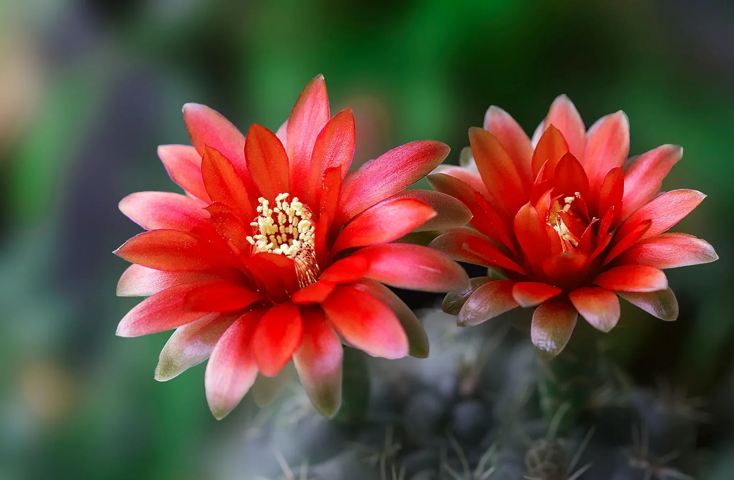 Fleurs de cactus : beauté rare et rôle clé pour la biodiversité
