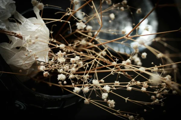 Fleur de la mort au Japon : histoire, symbolique et culture au jardin