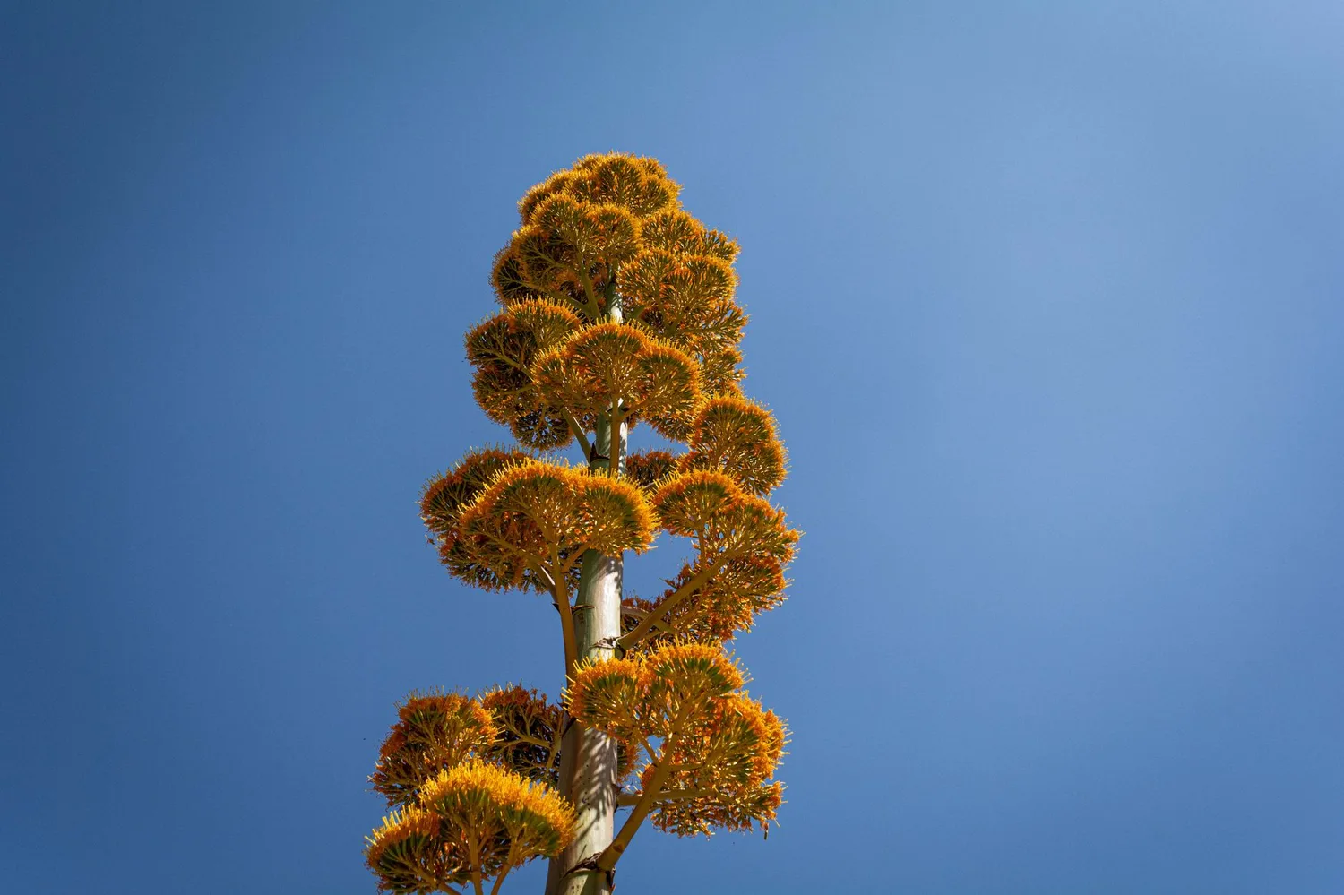 Agave en fleur : floraison, cycle de vie et biodiversité