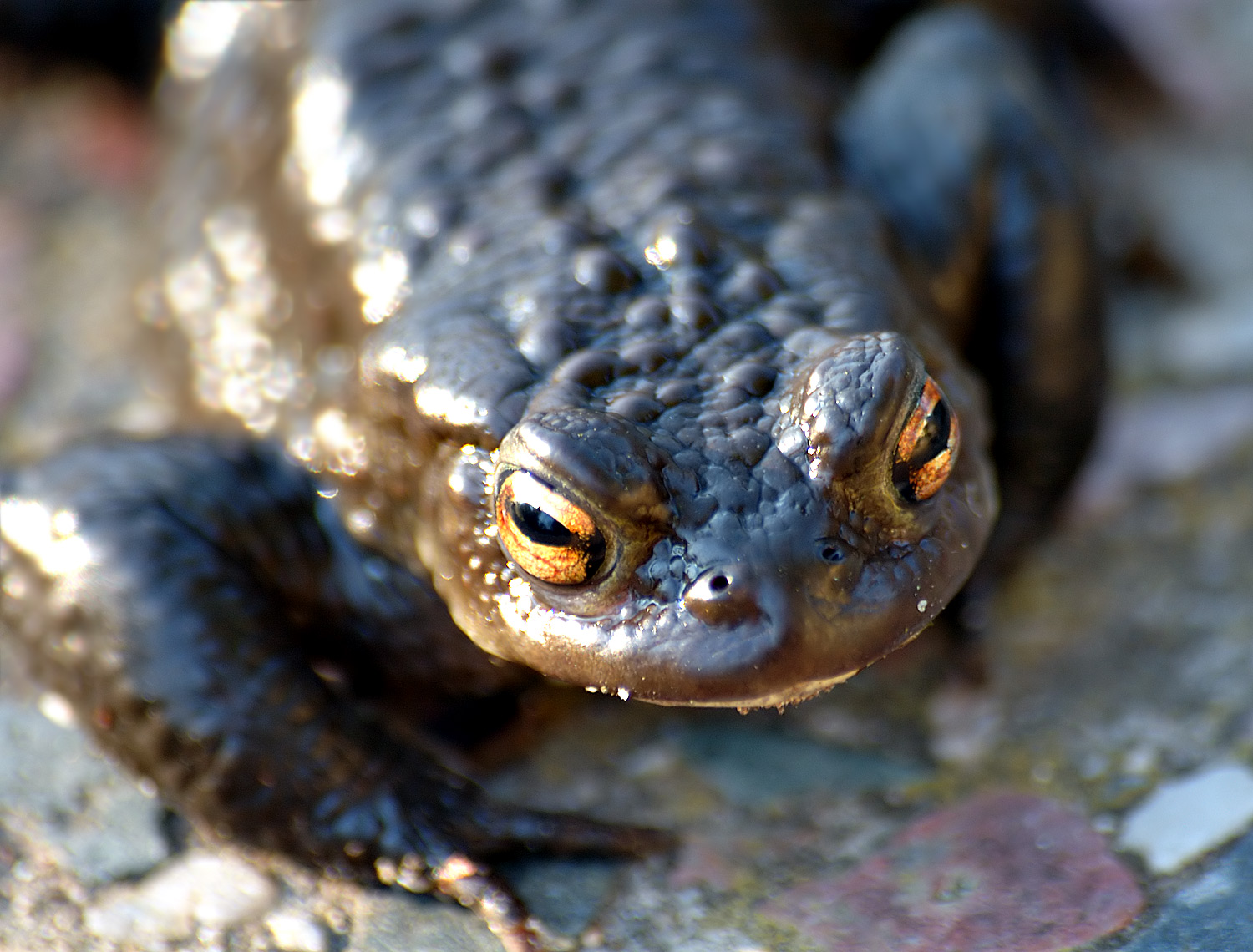 Crapaud commun dangereux : risques réels pour l’homme, le chien et le chat