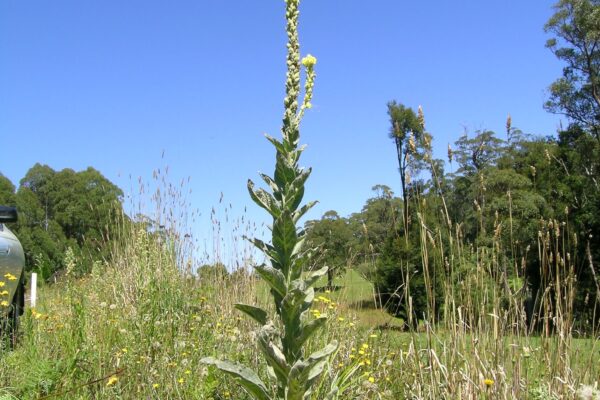 Fleur jaune à grande tige : comment l’identifier et éviter les confusions ?