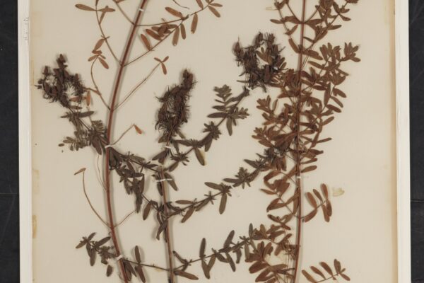Fleur jaune sauvage en bord de route : comment l’identifier sans se tromper ?