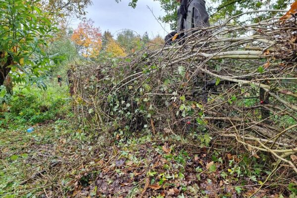 Haie bocagère : définition, rôle écologique et conseils pour en planter une