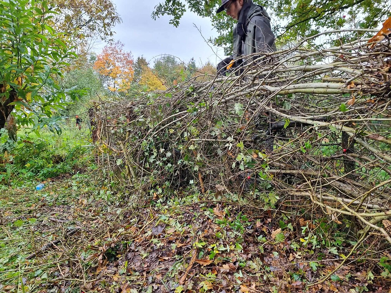 Haie bocagère : définition, rôle écologique et conseils pour en planter une