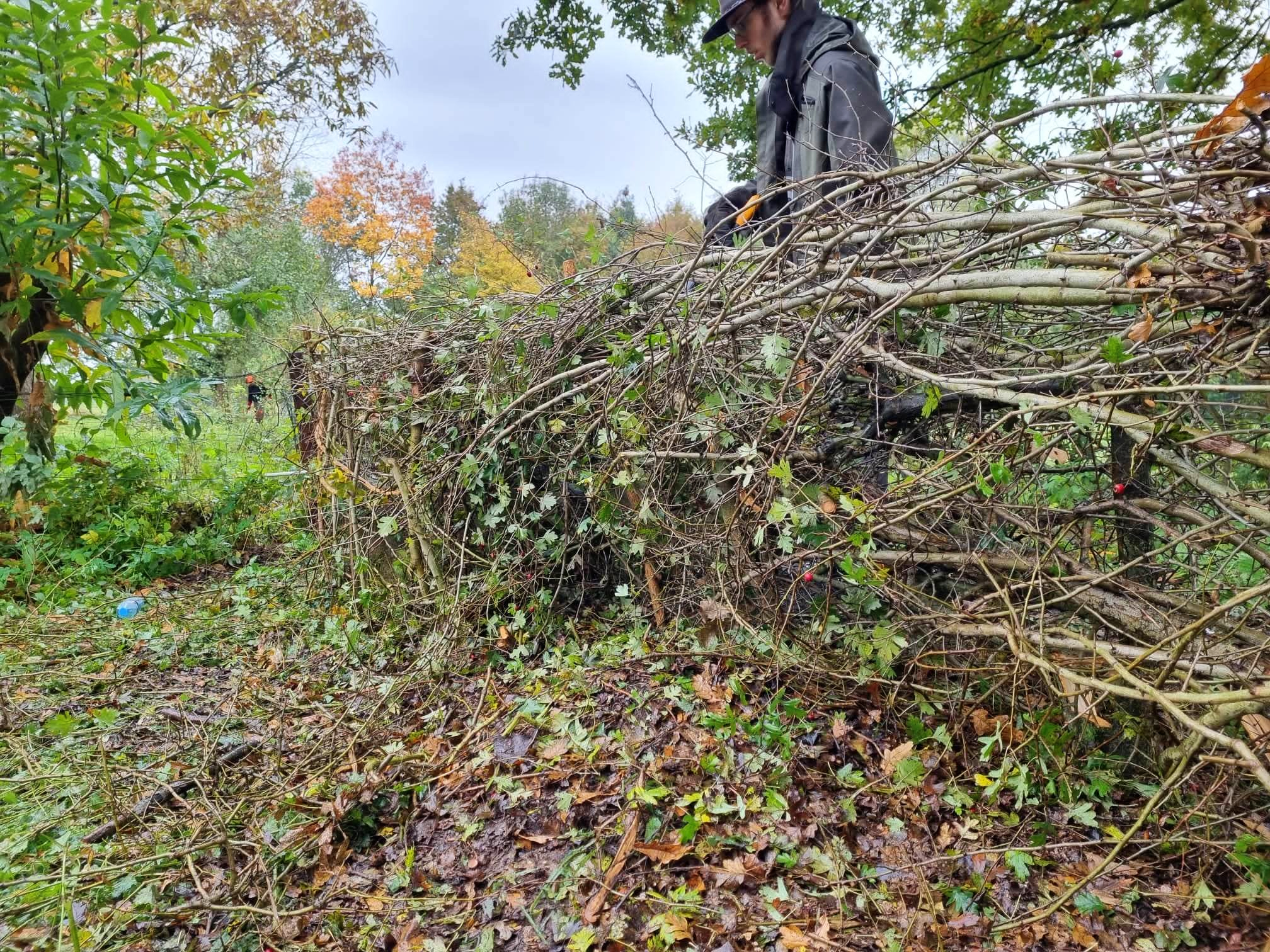Haie champêtre : composer une haie vivante utile à la biodiversité