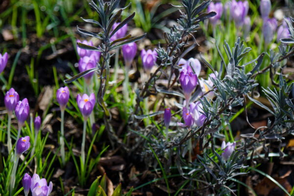 Plantes anti-moustiques et mouches : lesquelles choisir et comment les utiliser ?