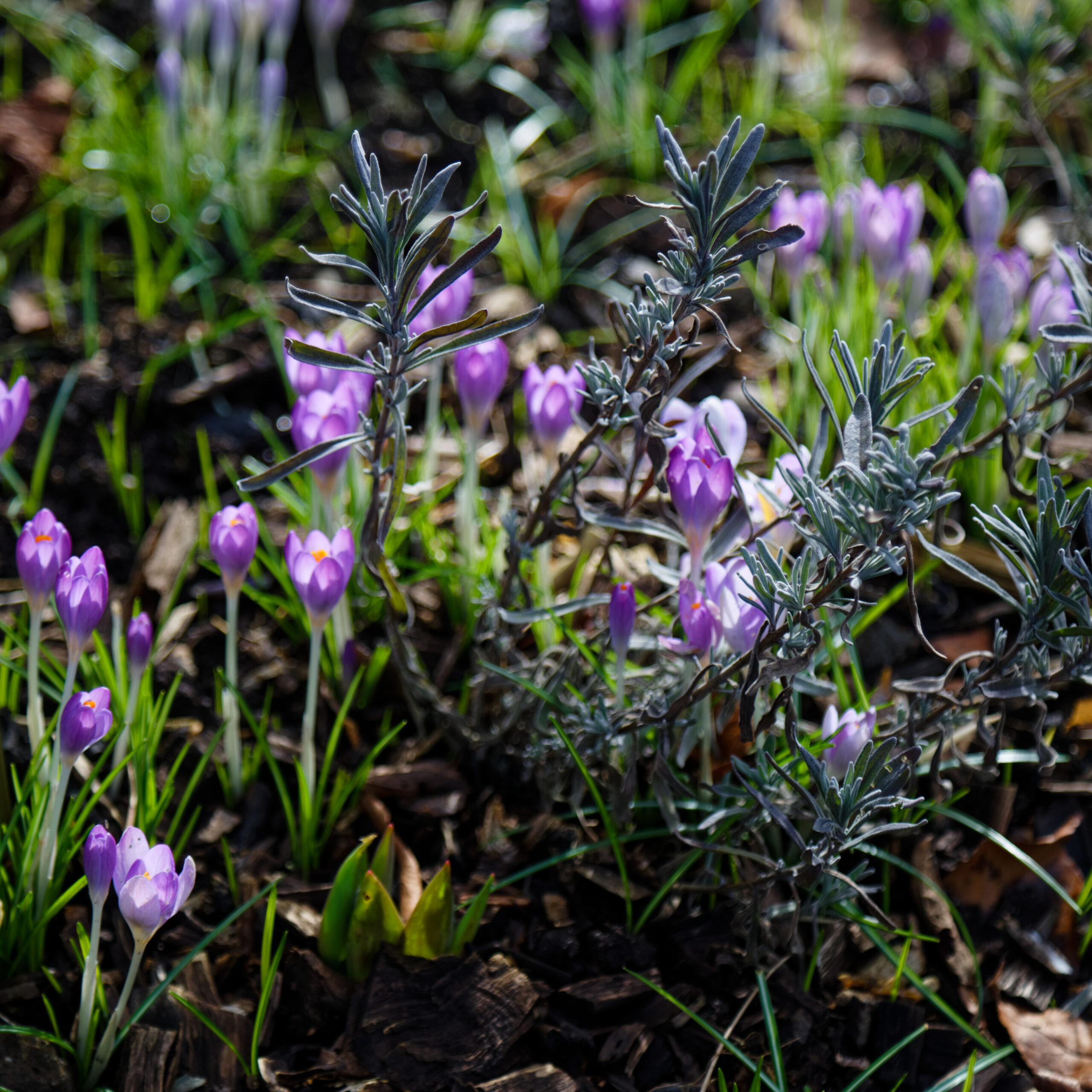 Plantes anti-moustiques et mouches : lesquelles choisir et comment les utiliser ?