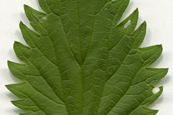 Purin d’ortie : utilisations, dosages et erreurs à éviter au jardin