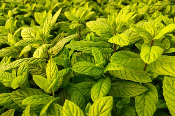 Plantes anti-moustiques tigres : utiles, mais pas suffisantes au jardin