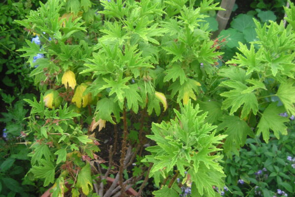 Plantes anti-moustiques : lesquelles choisir au jardin ou au balcon ?