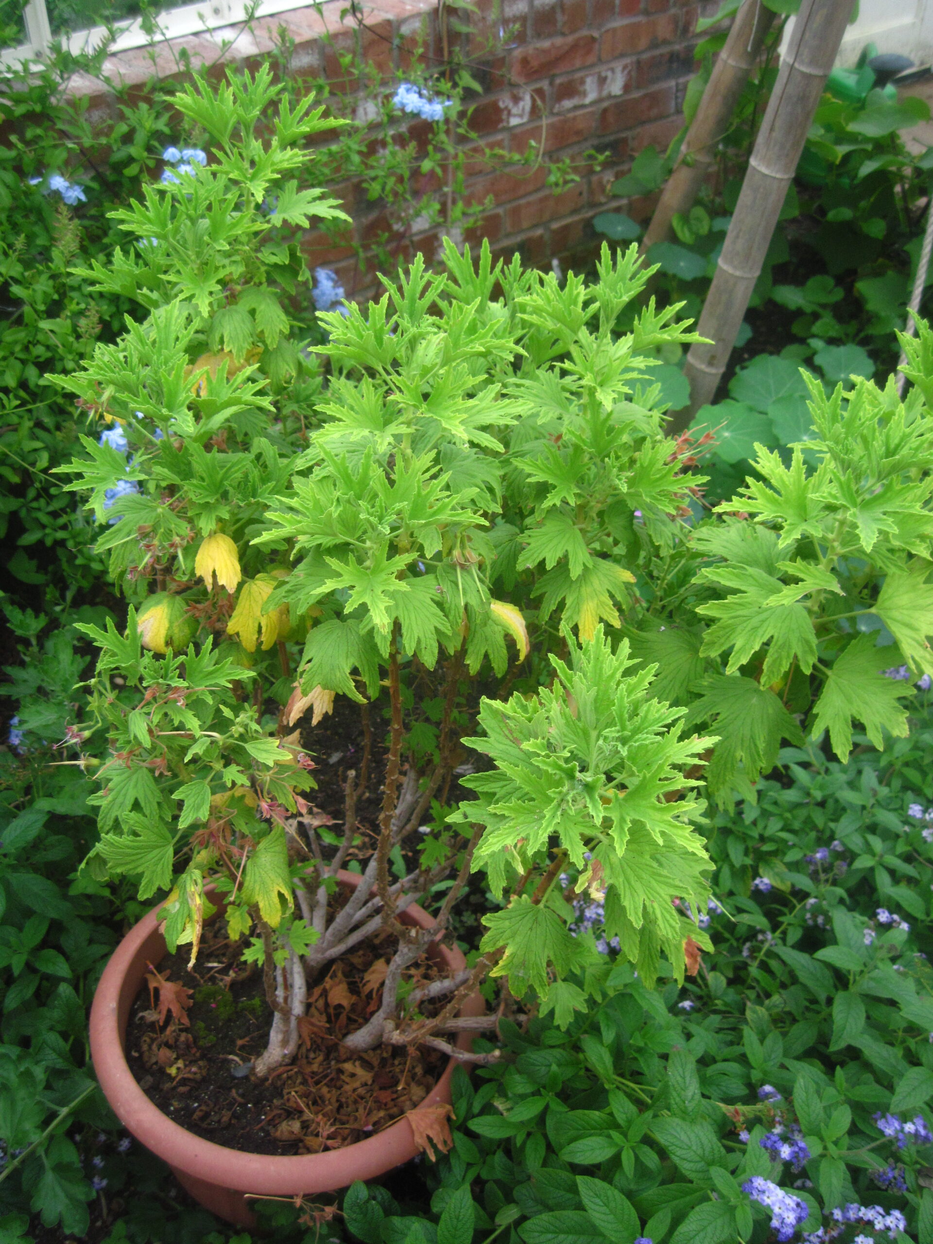 Plantes anti-moustiques : lesquelles choisir au jardin ou au balcon ?