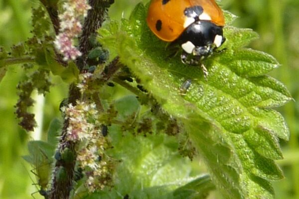 Purin d’ortie contre les pucerons : comment l’utiliser sans abîmer les plantes ?