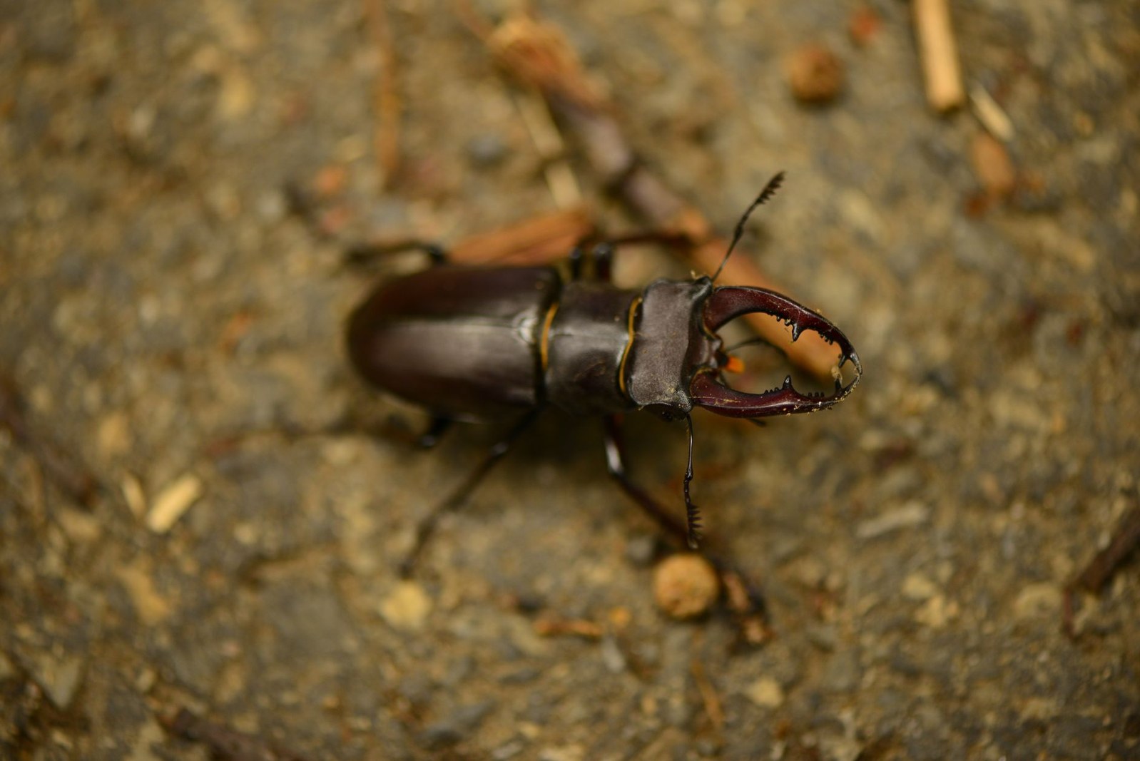 Cerf-volant insecte : reconnaître le lucane et protéger son habitat
