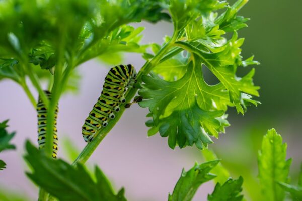 Chenille verte : quel papillon peut-elle devenir ?