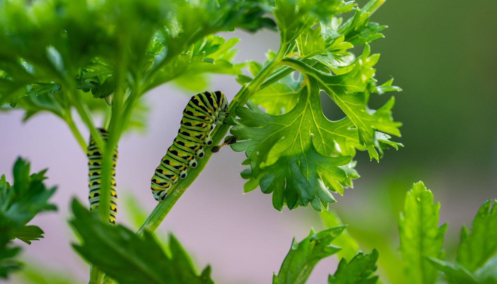 Chenille verte : quel papillon peut-elle devenir ?