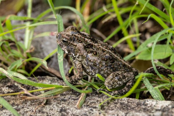 Crotte de crapaud : reconnaître les indices de présence au jardin