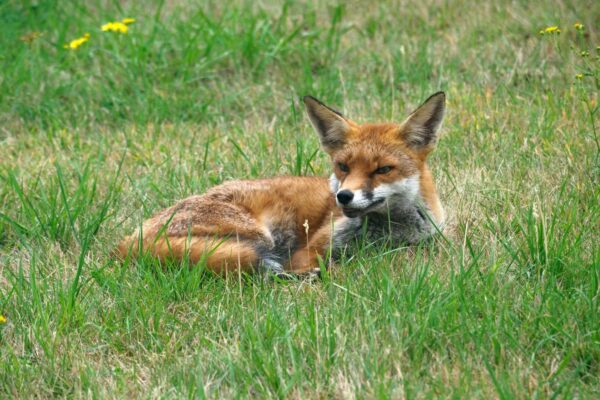 Crotte de renard : reconnaître les indices de présence