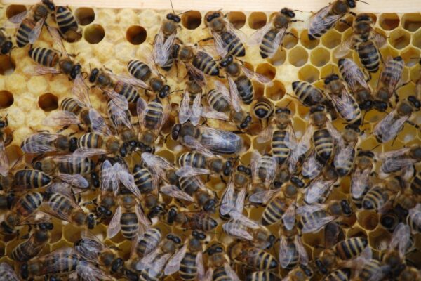 Durée de vie d’une abeille : ouvrière, reine et rôle dans la colonie