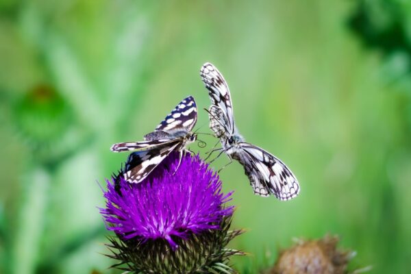 Fleurs pour papillons : quelles plantes choisir pour un jardin vivant ?