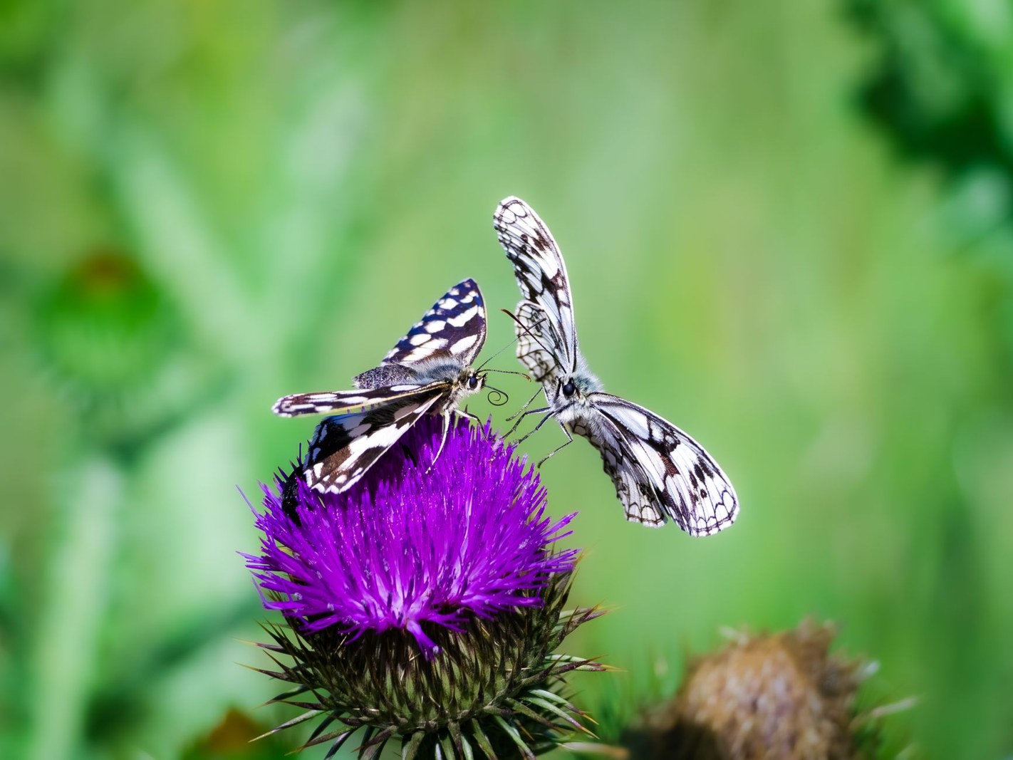 Fleurs pour papillons : quelles plantes choisir pour un jardin vivant ?