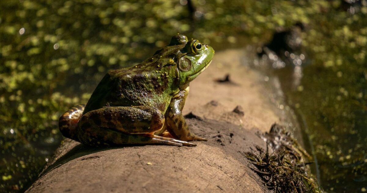 Biodiversité en Poitou-Charentes
