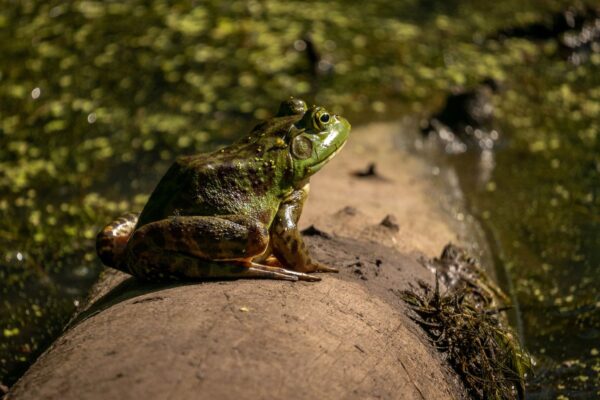 Grenouilles taureaux : reconnaître cette espèce invasive et agir correctement