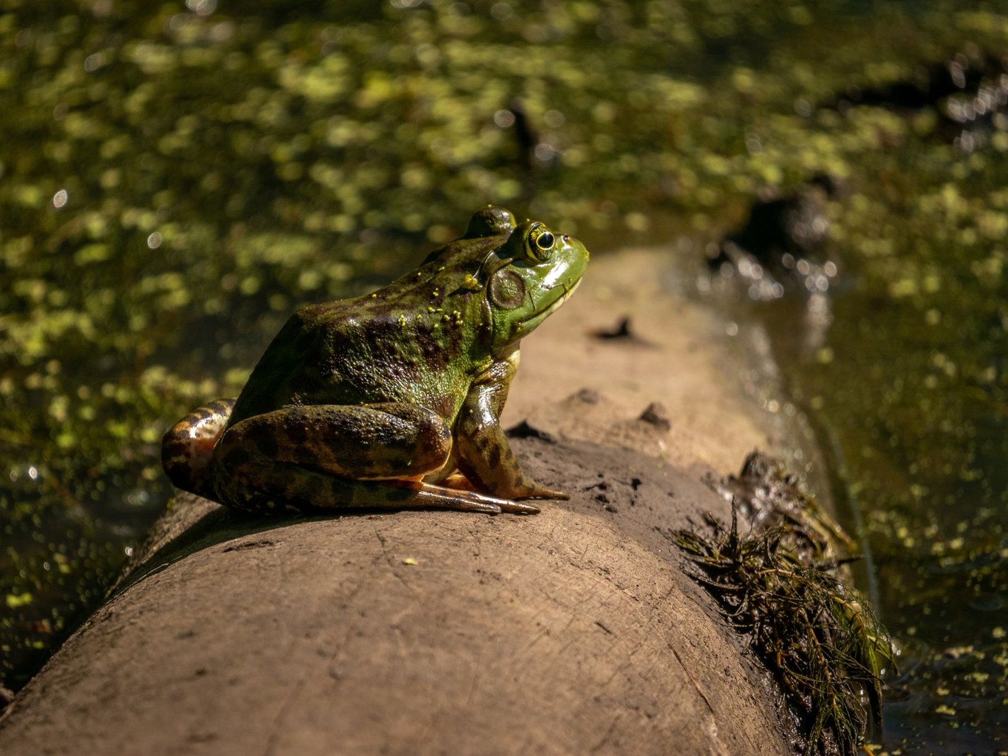 Grenouilles taureaux : reconnaître cette espèce invasive et agir correctement