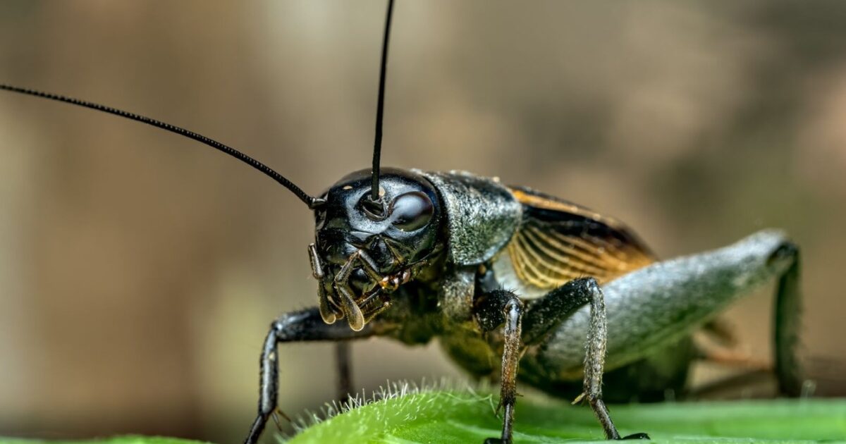 Biodiversité en Poitou-Charentes