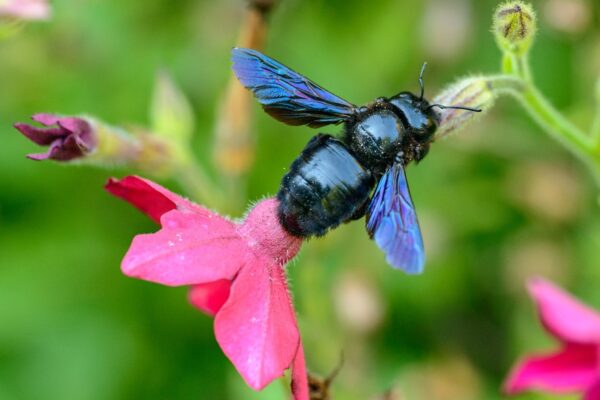 Gros bourdon noir : reconnaître l’abeille charpentière sans paniquer