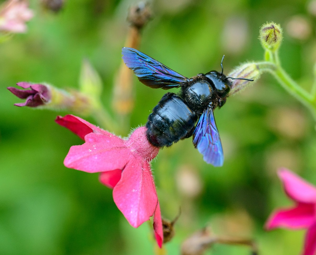 Gros bourdon noir : reconnaître l’abeille charpentière sans paniquer