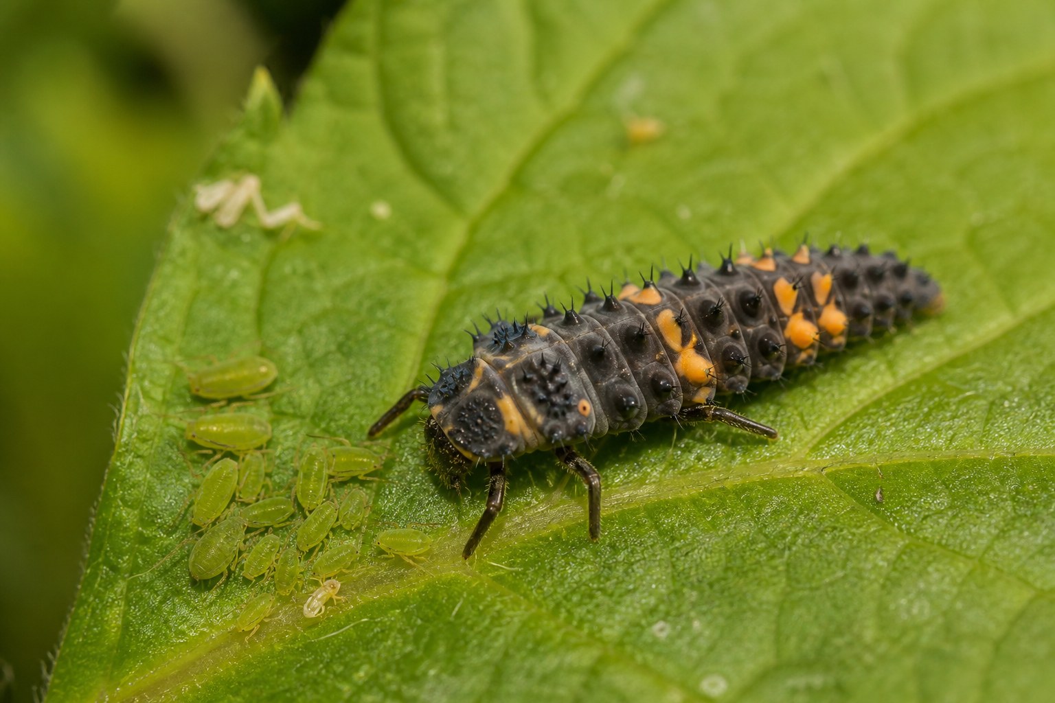 Larve de coccinelle : la reconnaître et la protéger au jardin