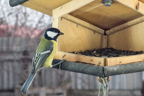Mangeoire pour oiseaux à fabriquer : modèle simple et bonnes pratiques
