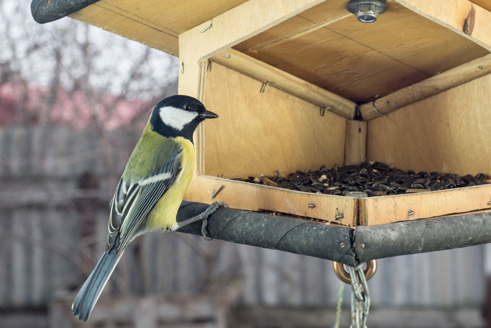 Mangeoire pour oiseaux à fabriquer : modèle simple et bonnes pratiques