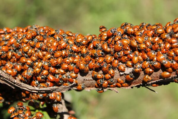 Nid de coccinelle : où pond-elle et comment favoriser sa présence ?
