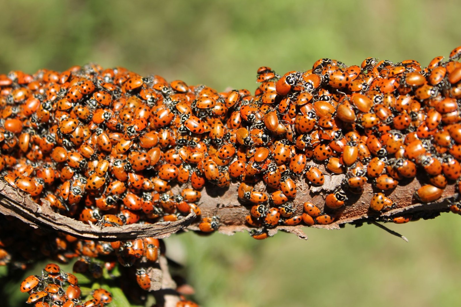 Nid de coccinelle : où pond-elle et comment favoriser sa présence ?