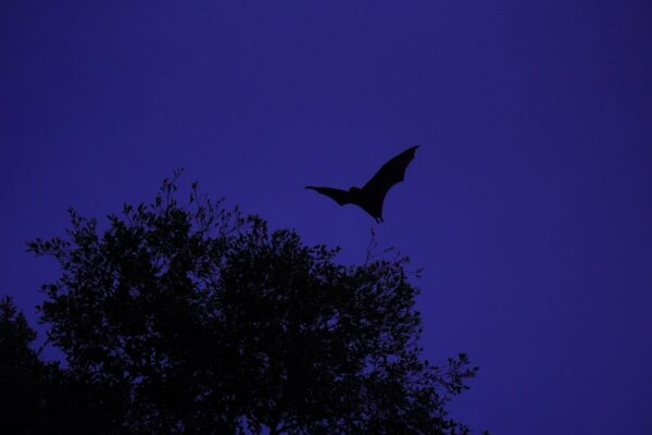Que mangent les chauves-souris ? Insectes, chasse nocturne et jardin