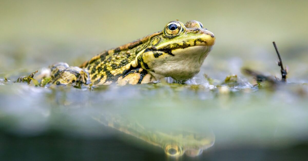 Biodiversité en Poitou-Charentes