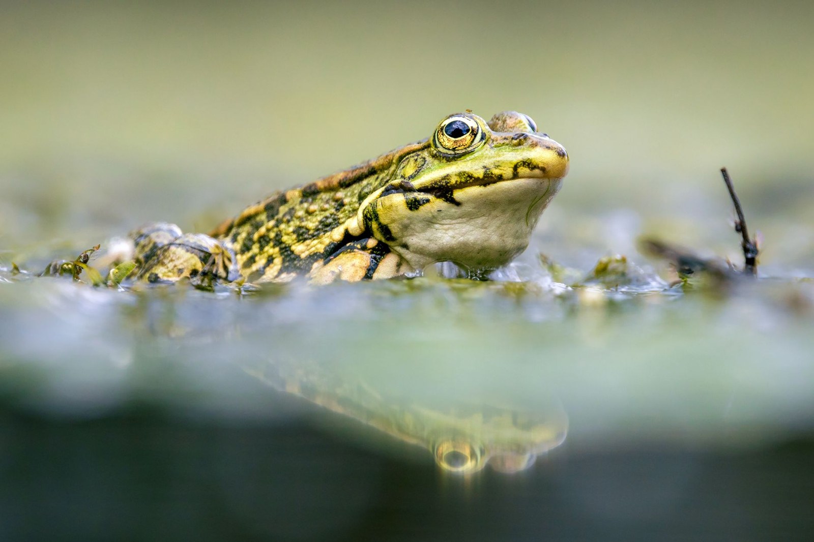 Que mange une grenouille ? Régime alimentaire et rôle dans la mare